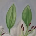 Thumbnail for Lilies