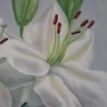 Thumbnail for Lilies
