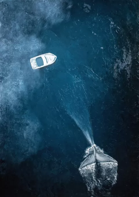 A punt and plankton by Karolina Burská