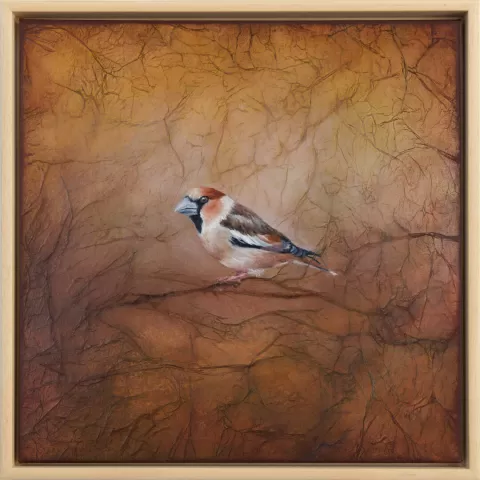 Dlask tlustozobý by Kateřina Bartoňová